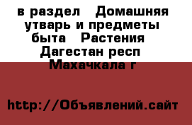  в раздел : Домашняя утварь и предметы быта » Растения . Дагестан респ.,Махачкала г.